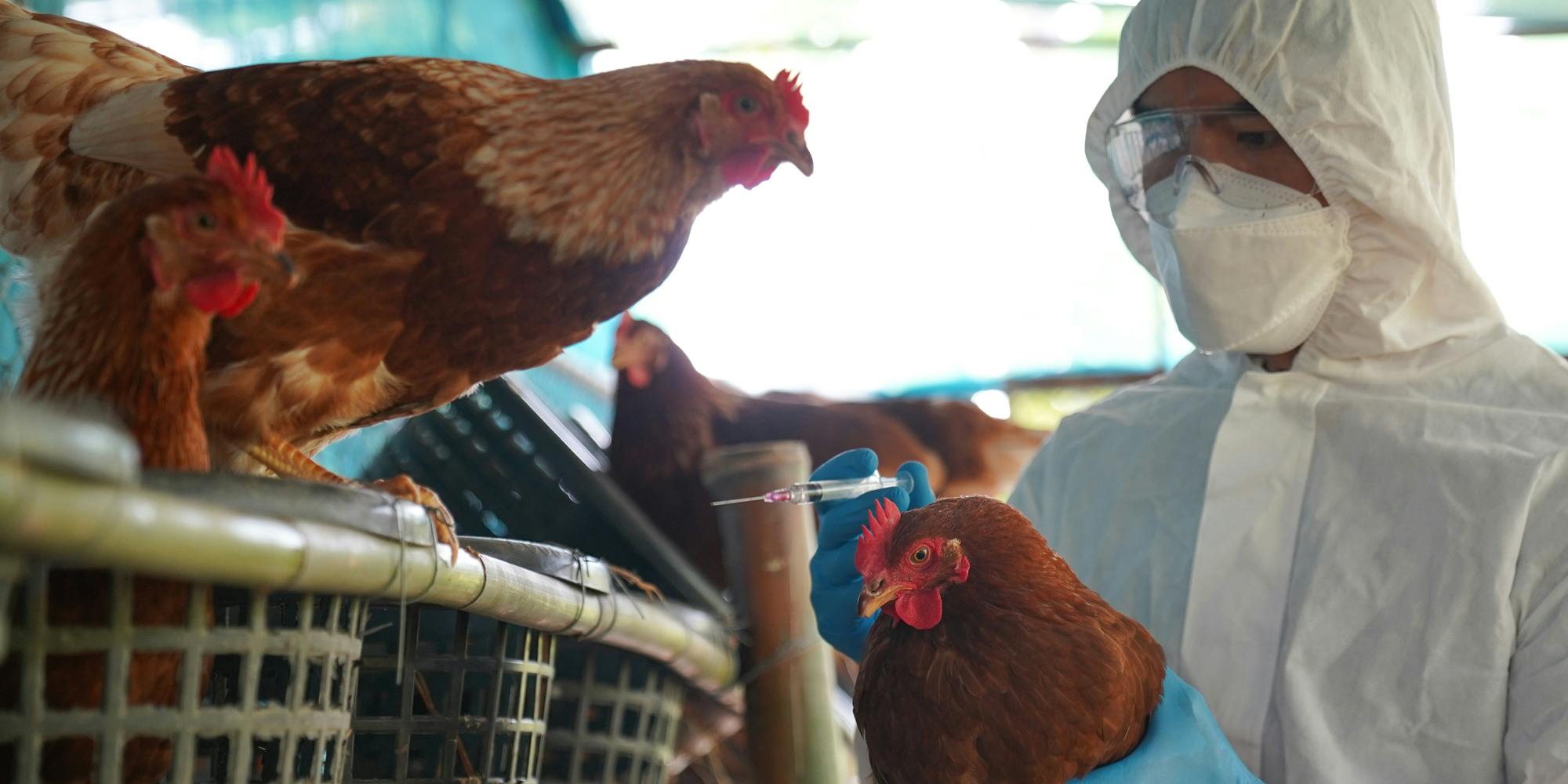 Unveiling Healthy Tips to Combat Avian Influenza Outbreak