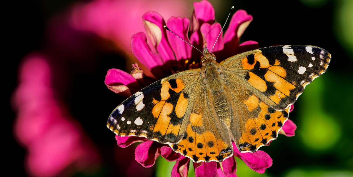 Discover the Painted Lady Butterflies' Incredible Journey Across the Atlantic