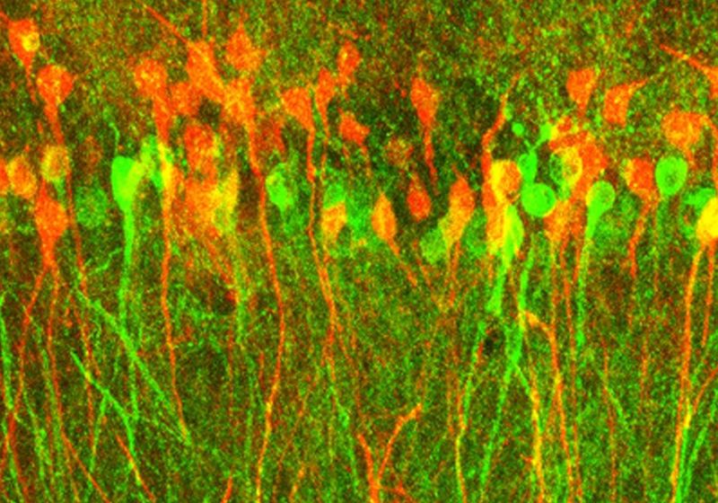 Innovation in Neural Mechanisms of Memory Formation