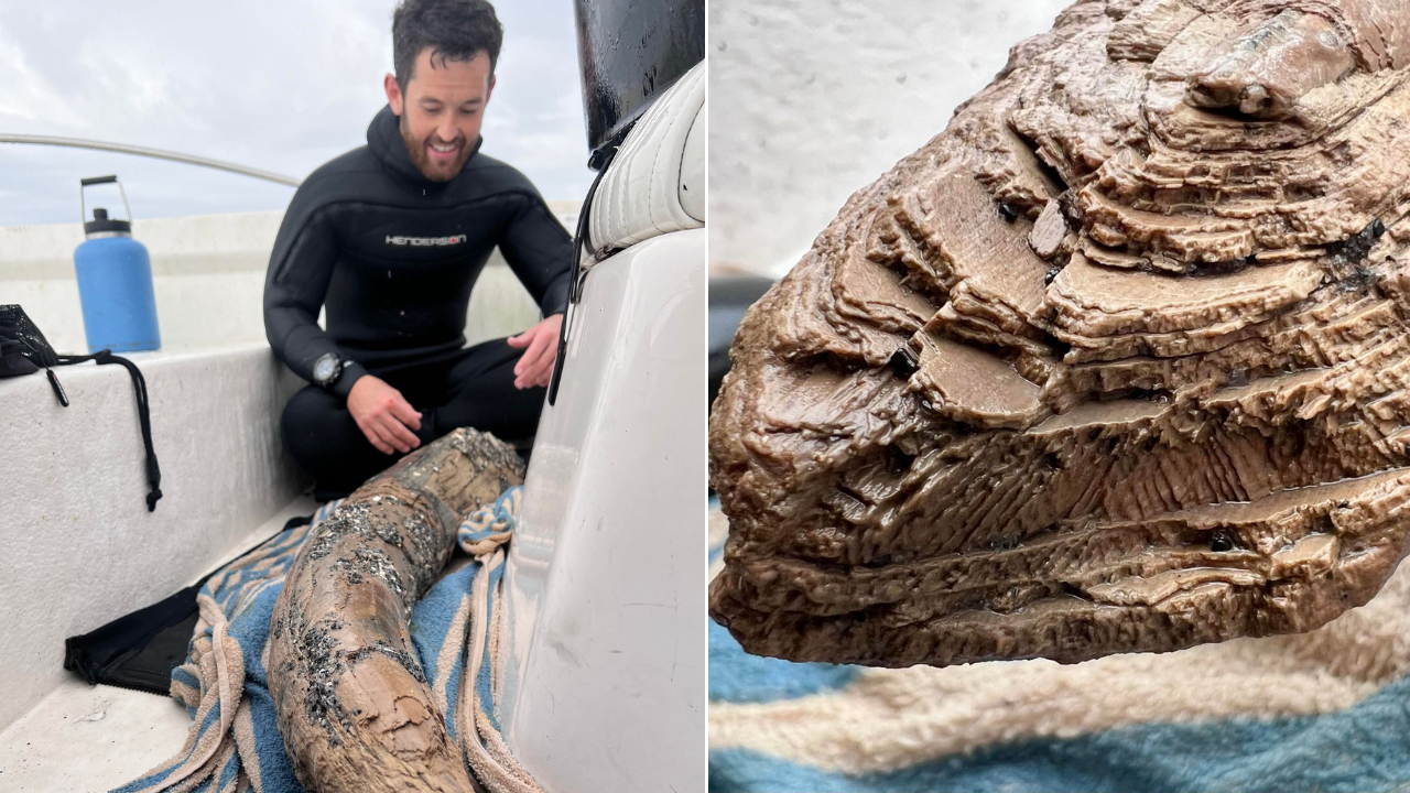 Rare Mastodon Fossil Found by Diver Off Florida Coast