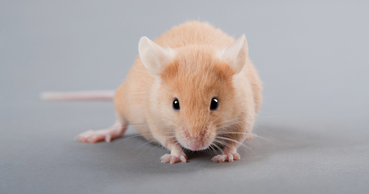 Revolutionizing Biomedical Research with Humanized Mice for Healthy Solutions