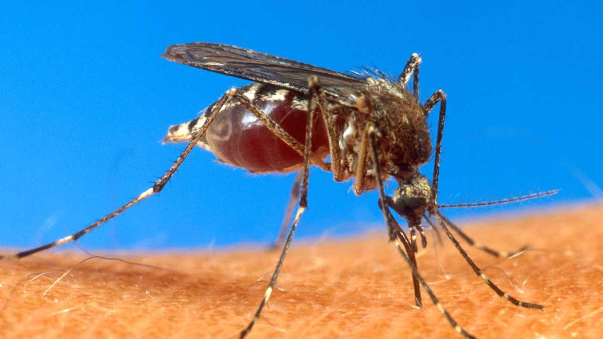 Protecting Yourself from West Nile Virus: Tips for Healthy Living