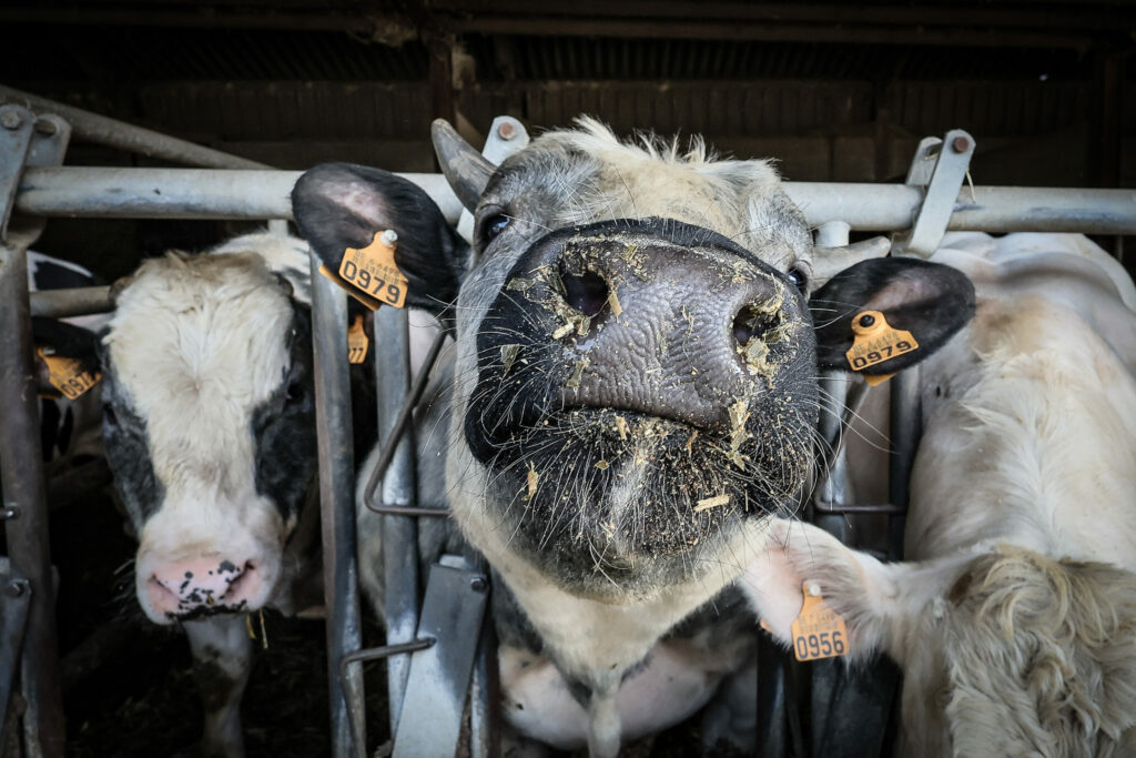 Bluetongue Disease Outbreak in Belgium: Tips for Farmers and Authorities