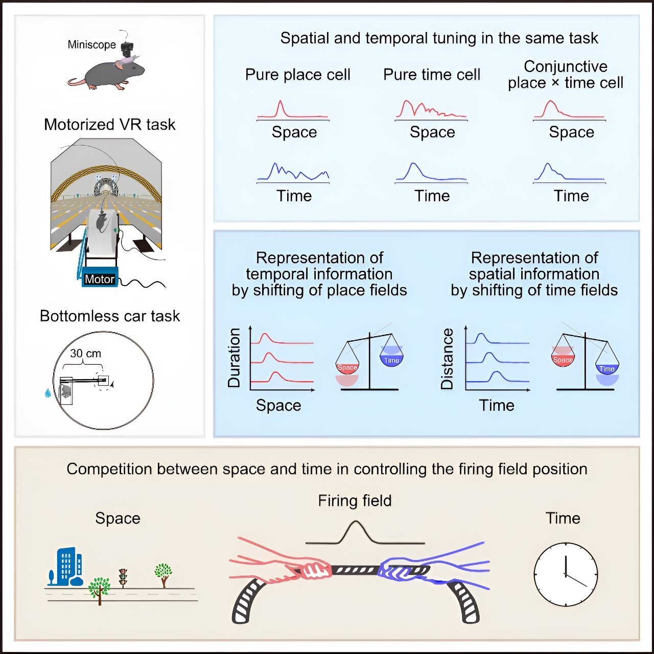 Neuroscience Survey Uncover Tips for Healthy Brain Cell Encoding