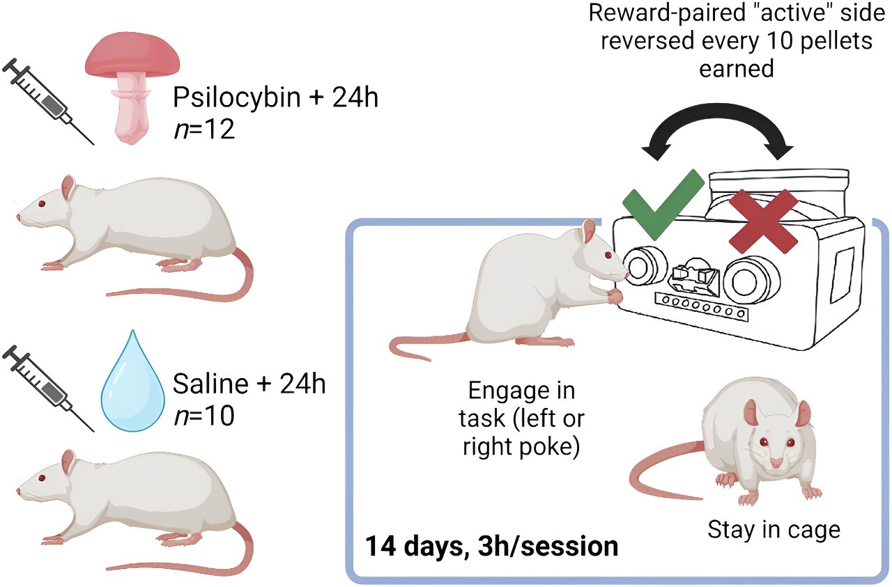 Optimism Boost: Tips for Psilocybin-Enhanced Depression Treatment