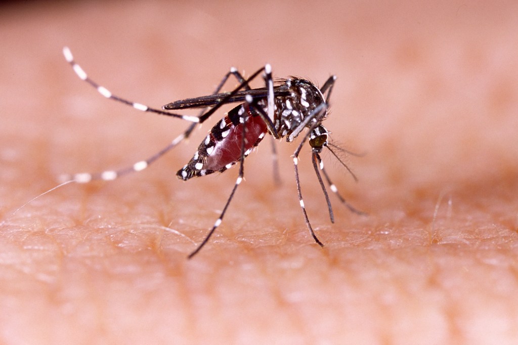 Orange County Mosquito Services: Tips for Healthy Mosquito Control in Florida