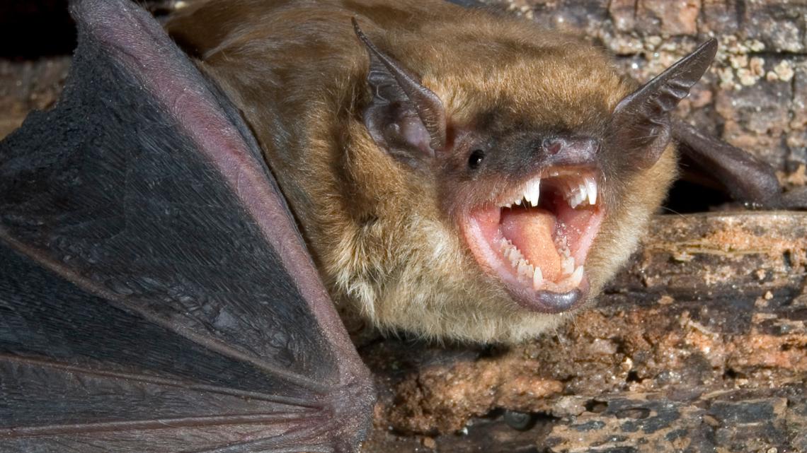 Bats Rabies Prevention: Tips for a Healthy Minnesota