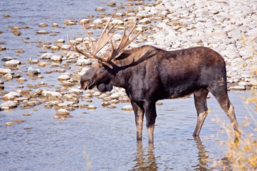 Anthrax Outbreak: Tips for Healthy Wildlife and Cattle in Wyoming