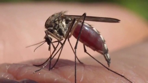 Healthy Tips for Dengue Prevention in Hillsborough County