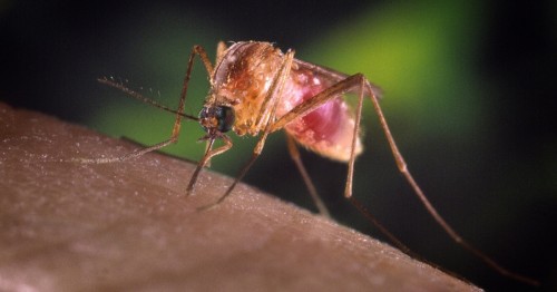 West Nile Virus Paralysis: Tips for Healthy Recovery