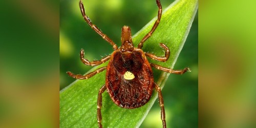 Protect Your Health: Tips to Prevent Tick-borne Diseases in Kansas