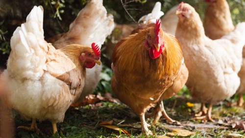 Salmonella Outbreaks Warning: Backyard Poultry Health Risks