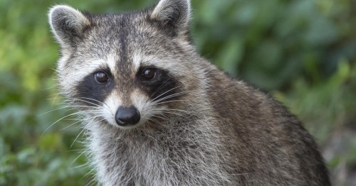 Baylisascaris Procyonis: Healthy Tips to Prevent Raccoon Roundworm Infection