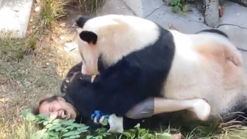 Giant Panda Encounter: Zookeeper's Innovation Prevents Attack in China