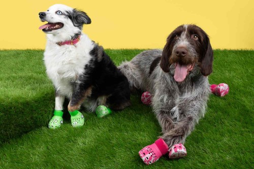 Dog Market Strategy: The Launch of Pet Crocs