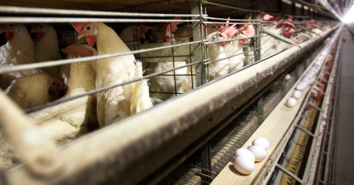 Avian Influenza Outbreak: Predictions for Iowa Chicken Farms