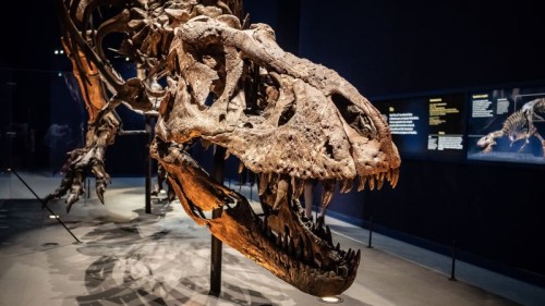 The Evolutionary Mystery of Dinosaur Metabolism Revealed