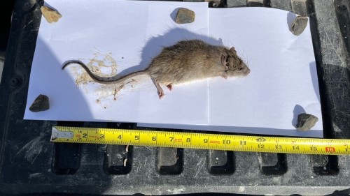 Boise Rodent Invasion Tips: Preventing Norway Rat Spread