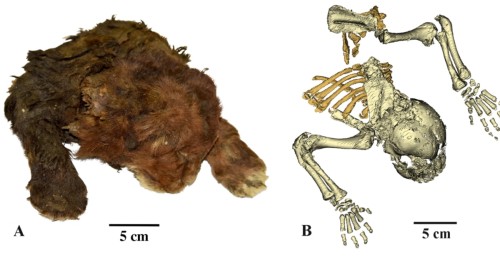 Saber-toothed Cat Ma Unveiled in Yakutia: Latest Discovery