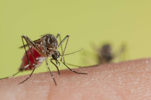 Combat Malaria: GM Mosquitoes Solution in Kenya