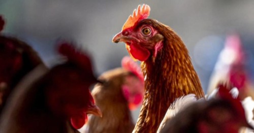 Tips for Avian Influenza Outbreak in Colorado