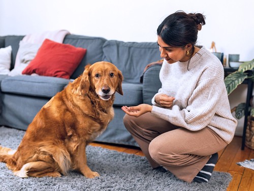 Best Bully Sticks Recall: Green Tripe Treats Alert