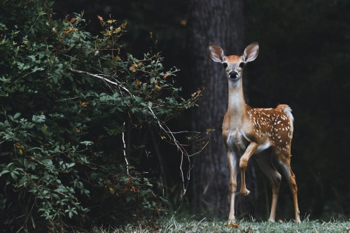 Deer Disease Protection Tips in Michigan