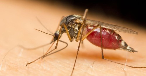 Combatting Mosquito-borne Diseases: Tips for Healthy Living