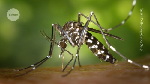 Healthy Tips for Preventing Mosquito-Borne Diseases in Europe