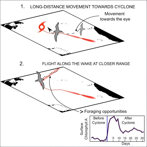 Discovering Seabird Innovation in Tropical Cyclones