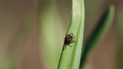 Surge of Tick-Borne Disease in Europe Raises Concerns for Potential Outbreak in the US