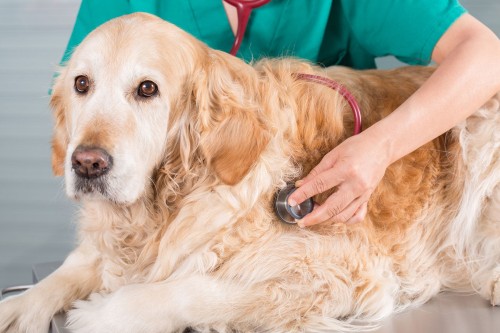 Novel Approach to Combatting Hemangiosarcoma in Dogs