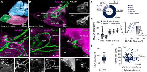 Heart Research: Tips for Understanding Nervous Regulation