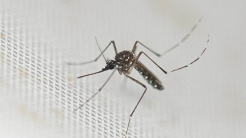 Combat Dengue: Tips for Healthy Living in Monsoon Season