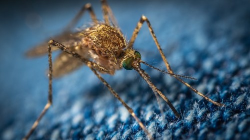 Stay Healthy: Tips to Prevent Mosquito-Borne Diseases in Massachusetts