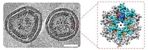 HTLV-1 Virus Architecture Tips: Discover New Treatment Solutions