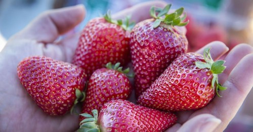 Strawberry Market Expansion Strategies for Global Reach