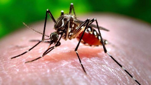 Protect Yourself: Tips to Prevent West Nile Virus Outbreak