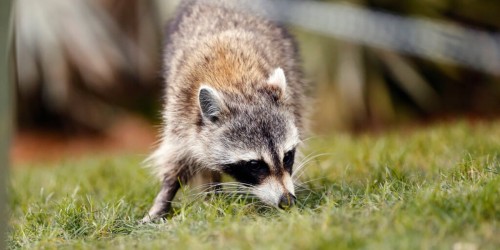 Essex County in New York Reports Fifth Rabies Case in Raccoon