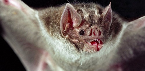 Vampire Bat Sociable Behavior Tips for Healthy Relationships