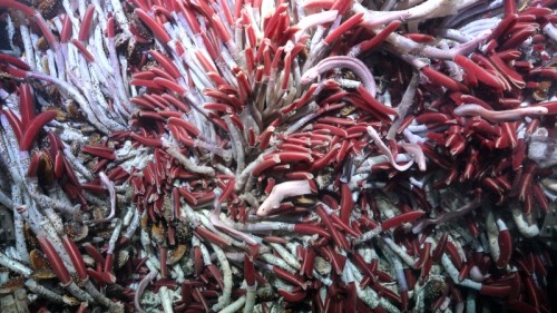 Deep Sea Breakthrough: New Ecosystem Under Hydrothermal Vents