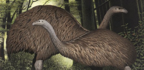 Endangered Flightless Birds: Latest Conservation Innovations