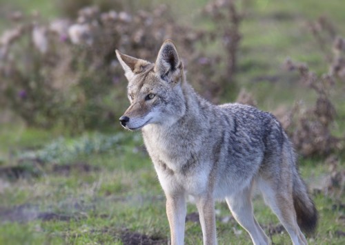 Coyote Attack Tips: Protect Yourself in Wallingford