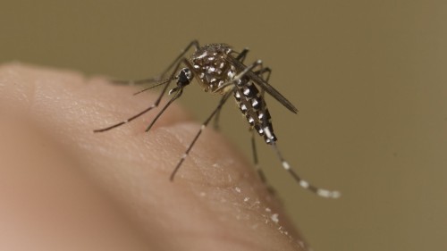 Healthy Tips for Mosquito Control in Flower Mound