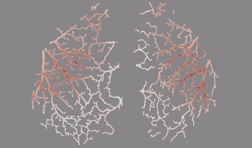 Mouse Brain Blood Flow Waves: Predictions and Implications