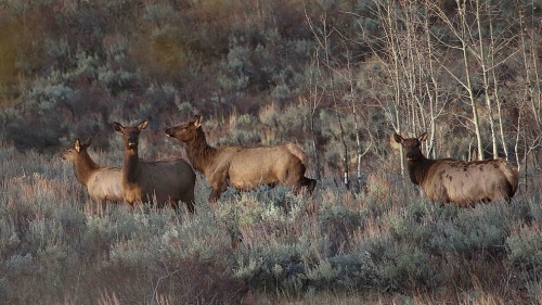 Idaho Hunters Market Confusion: Big Game Tags Mix-up