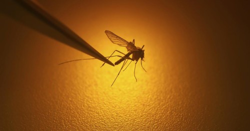 Increase of West Nile Virus Carrying Mosquitoes in California Sparks Concern