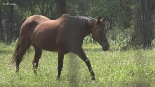 Triple E Wellness Tips: Protecting Your Horse from Encephalitis