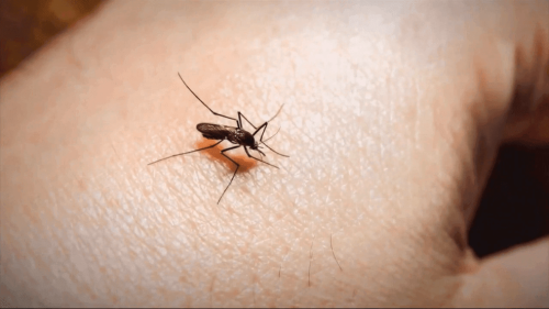 Dengue Fever Prevention Tips for Palm Beach County Residents