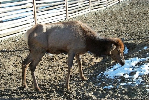 Tips for Healthy Elk Hunting in Wyoming